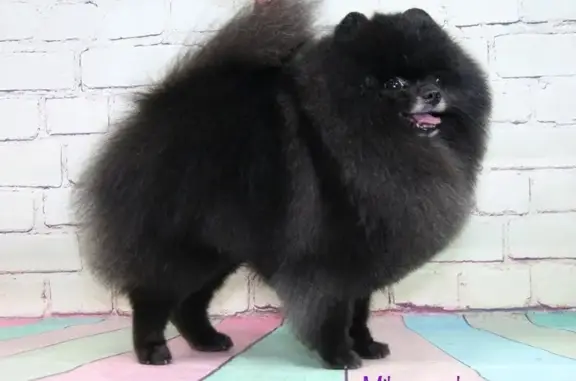 Зоосалон Милана на метро Мичуринский проспект