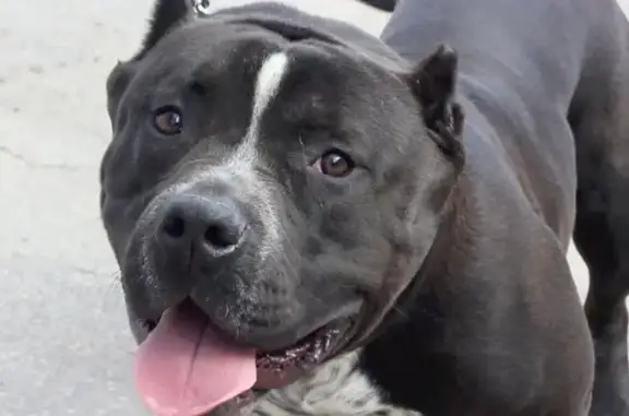 Станция по борьбе с болезнями животных Ломоносовского района в Ветеринарном переулоке