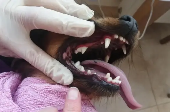 Грумми Вет, кабинет ветеринарной стоматологии и урологии