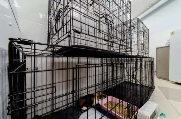 Ветлюкс, ветеринарная клиника