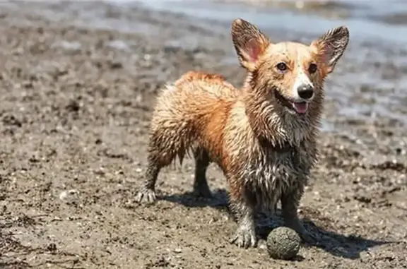 Зоопарикмахерская Чара на метро Комендантский проспект