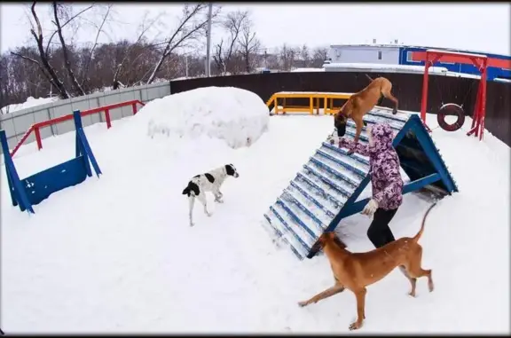 Центр содержания и воспитания животных Территория животных на улице Связистов