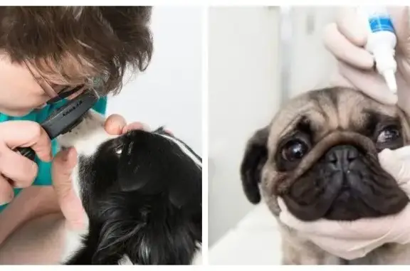 Выездная ветеринарная служба ProfVet