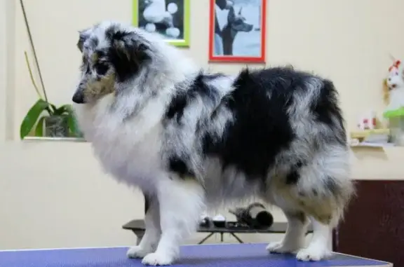 Зооцентр Бест-Студия на улице Ломоносова, 179