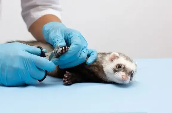 Выездная ветеринарная клиника Зоомир в ТЦ Орбита