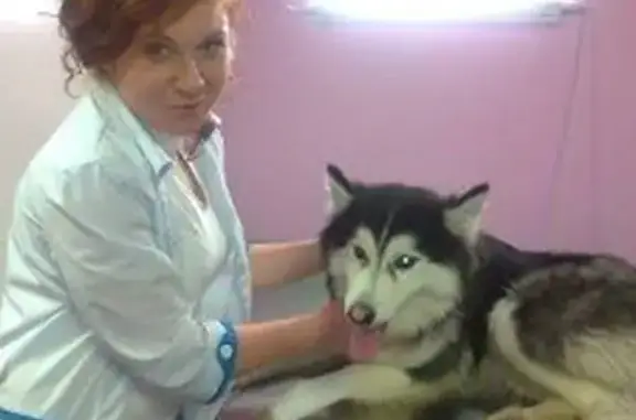 Ветеринарная служба Канис