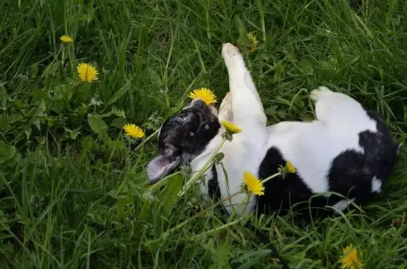 Питомник французских бульдогов Вяземский Ангел-Хранитель