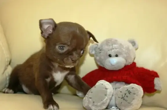 Питомник чихуахуа Рикко вигал на Радужной улице в Московском