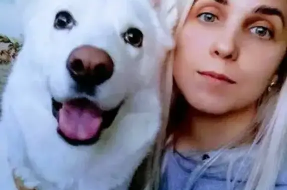 Сервис домашней передержки животных SOBAKAM MAMA