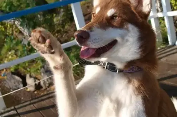 Центр ездового спорта и собаководства Лапудай