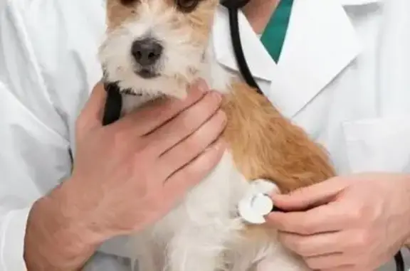 СтепВет, ветеринарная клиника