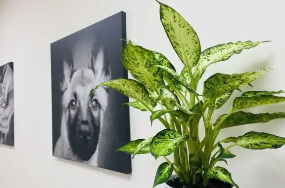 Мокрый нос, ветеринарная клиника