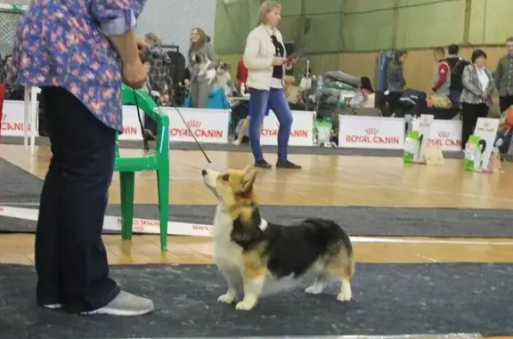 Племенной питомник Andvol на улице Ватутина