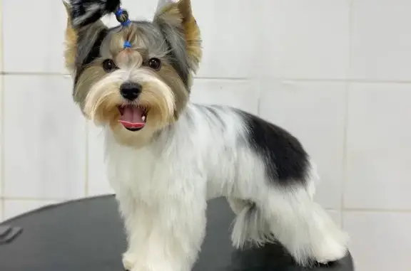 Груминг-студия Mone