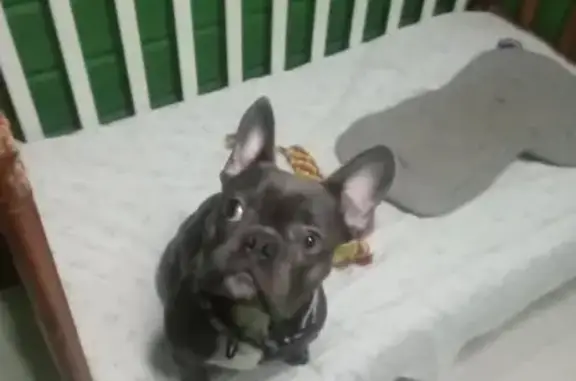 Зооотель Дама с собачкой