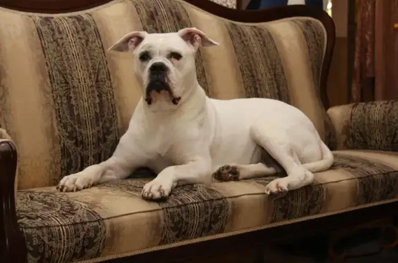 Зоосалон для собак Милорд на улице Земляной Вал