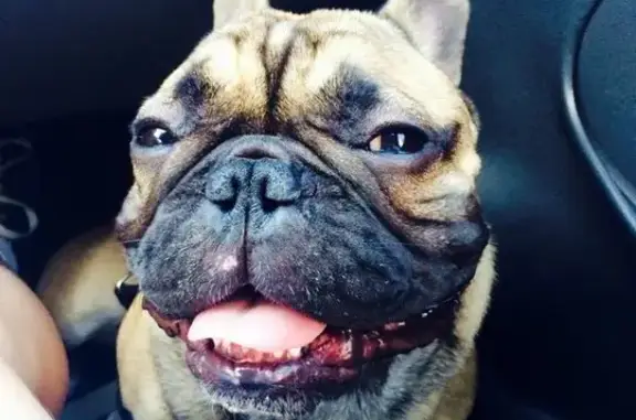 Вита, ветеринарная клиника