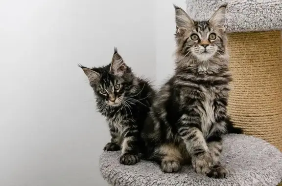 Питомник кошек мейн-кун Helena House в Выборгском районе