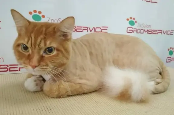 Зоопарикмахерская GroomservicE в Пушкинском районе