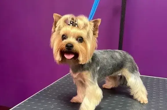 Зоосалон АйДаПёс