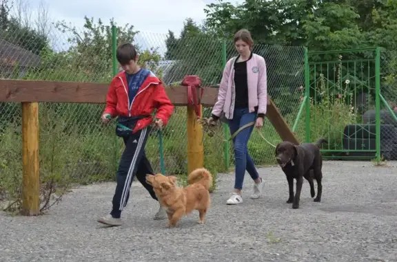 Центр служебного собаководства регионального отделения ДОСААФ России