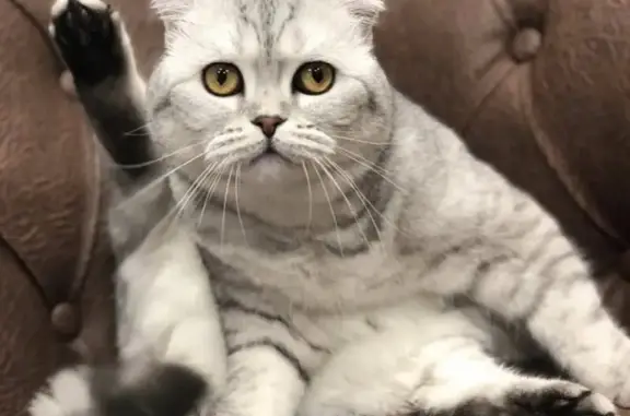 Груминг-салон и SPA для животных Блэкгрумер на улице Красный Путь