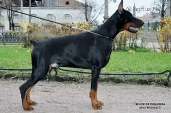 Питомник собак Из Королевства Д`Альба