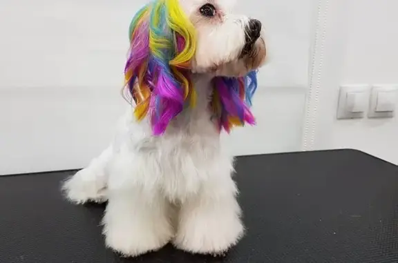 Питомник-салон йоркширских терьеров Беззаботная малышка