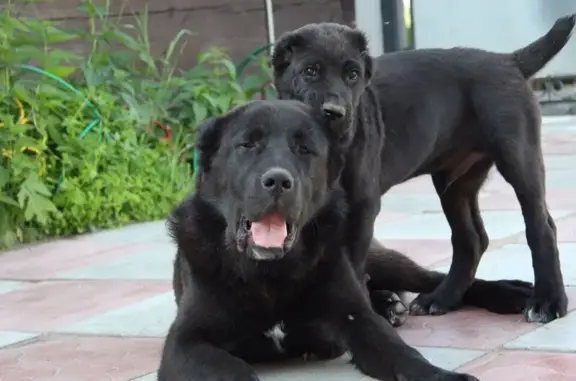 Многопородный питомник Из Северного каприза