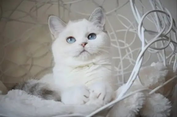 Клуб породистых кошек Смальта на улице Кирова