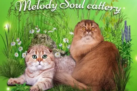 Питомник шотландских кошек Melody Soul