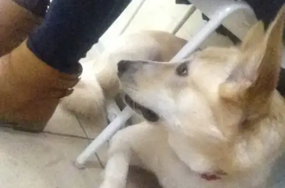 Вита, ветеринарный центр