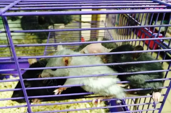 Зоомагазин на улице Стасова, 159/1 к 3