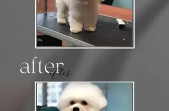 Салон груминга