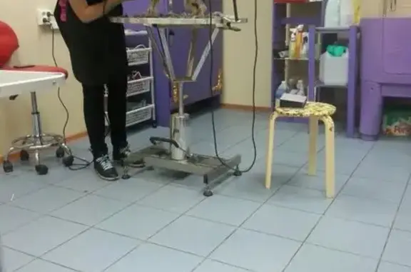 Зоосалон Пушистый франт на Богатырском проспекте