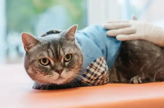 Vet Union, ветеринарный центр