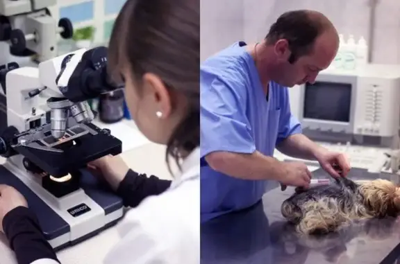 Эксперт, ветеринарная клиника