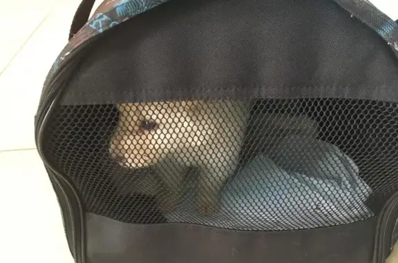 Акела, ветеринарный кабинет