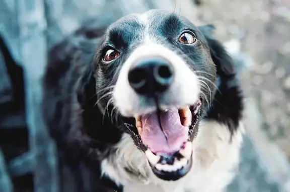 Ветеринарно-диагностический центр «4 с +» на Вокзальной улице