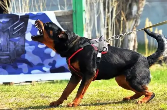 Питомник собак Флай Флау