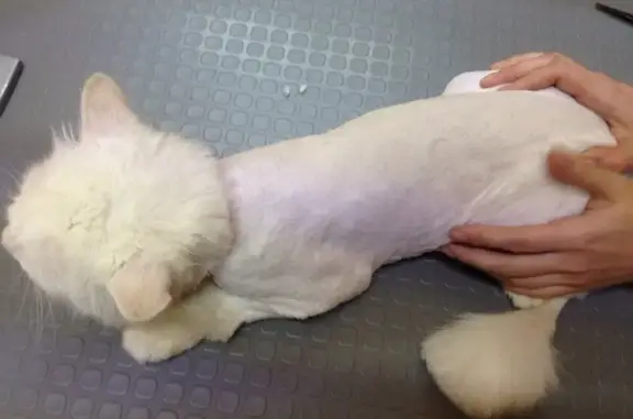 Зоосалон Хвостик в Сапёрном проезде, 9