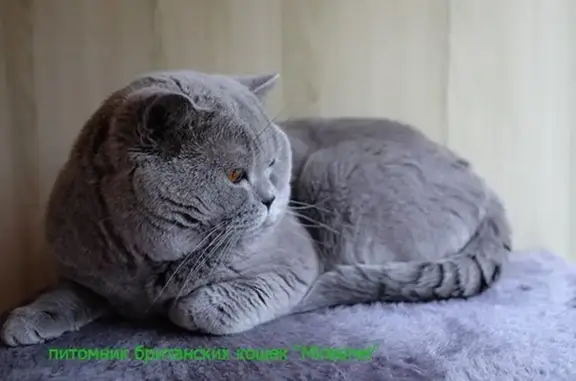 Питомник британских кошек Mirasinel на Озёрной улице
