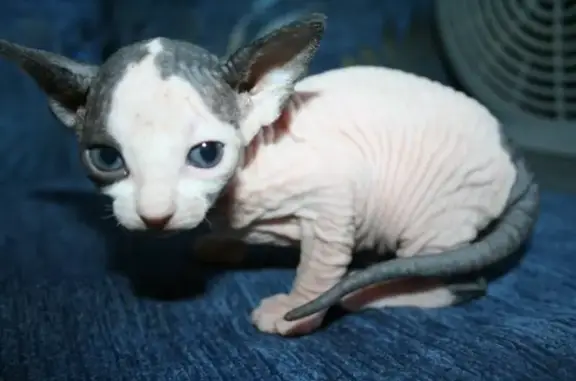 Ветеринарная клиника доктора Угрюмова