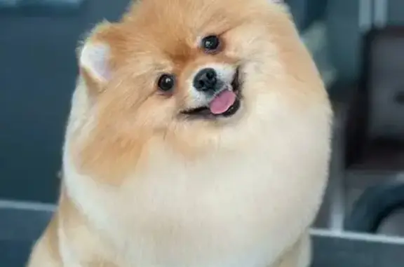 Груминг-салон Barberdog