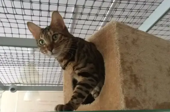 Гостиница для животных Кот Хилтон на Ленинском проспекте