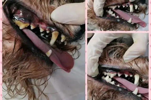 Ветеринарный кабинет ВетСтоматолог на проспекте Ветеранов, 140