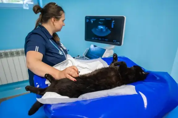 Ветеринарная клиника Сытая Морда на улице Малыгина, 4