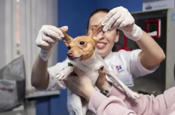 ЗооВетСервис, ветеринарная клиника