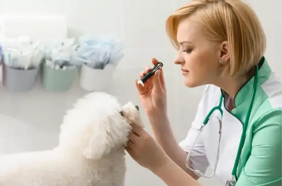 Хвостатая помощь