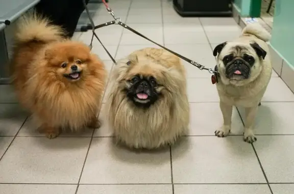 Ахилл, ветеринарный центр